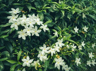 Five-petaled white jasmine flowers are blooming,white color,small five petals with yellow pollen