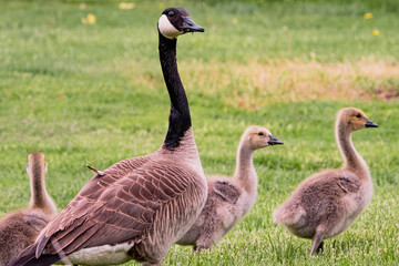 Wisconsin Birds Geese Goose Goslings