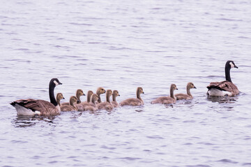 Wisconsin Birds Geese Goose Goslings