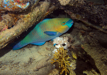 Fototapeta na wymiar Parrotfish in Red Seal, Egypt, underwater photograph