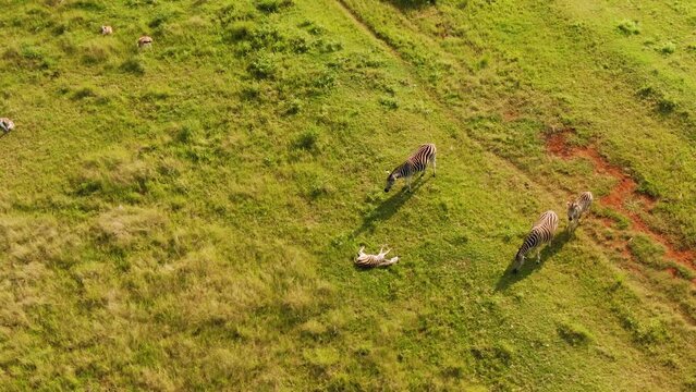 Aerial drone footage of zebras and a baby zebra sleeping on the grass