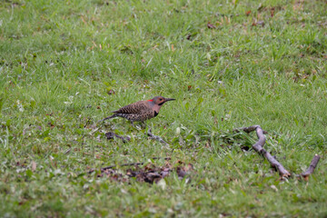Wisconsin Bird Common Flicker Woodpecker