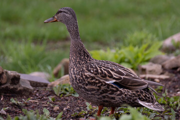 Wisconsin Mallard Duck