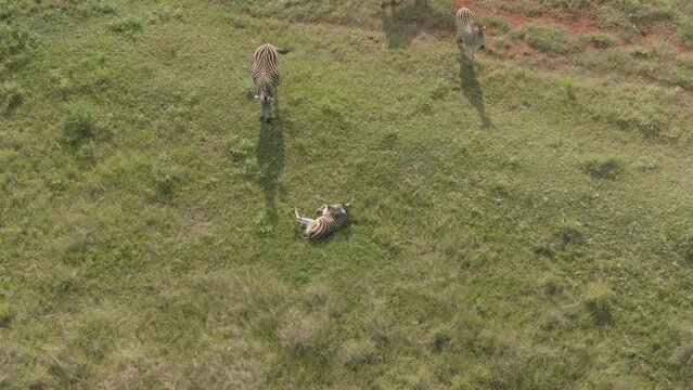 Aerial drone footage of zebras and a baby zebra sleeping on the grass