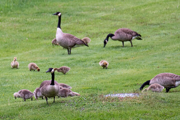 Wisconsin Birds Geese Goose Goslings