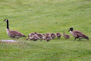 Wisconsin Birds Geese Goose Goslings