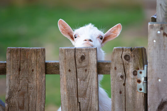 Goat on a rural farm close-up. A funny interested white goat without a horn peeks out from behind a wooden fence. The concept of farming and animal husbandry. Agriculture and dairy production.