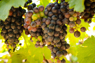View of wine vineyards. Harvesting black grapes to make red wine. Properties help inhibit the...
