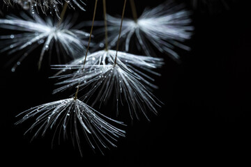 Naklejka premium Pusteblumen-Detail im Lichtspot mit schwarzem Hintergrund