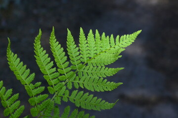 Green forest fern leave in sunbeam on dark sandy ground background. Fresh natural greenery closeup