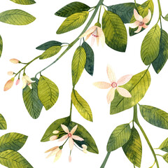 Watercolor seamless pattern with illustrations lemon`s flowers on bransh and green leaves. Watercolor hand-drawn tree`s foliage and flowers on white background. Plants background, for your design 