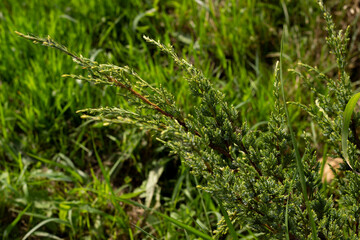 Green coniferous branch on blurred grass background, horizontal photo. Organic nature, evergreen plant, outdoor. Many little cones, warm colors, summer season