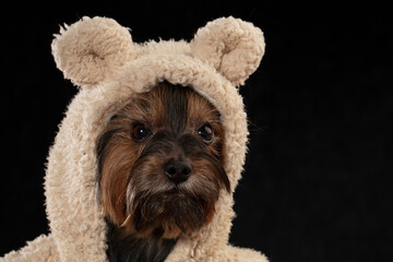 Muzzle Yorkshire Terrier in beautiful clothes. Glamor fashionable dog in a fur coat and hat.