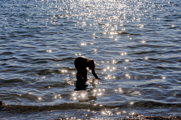 The silhouette of a child standing in the water and throwing water drops into the air is illuminated from behind by the setting sun