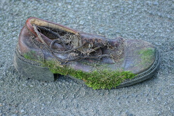one old brown leather shoe overgrown with green moss stands on gray asphalt on the street
