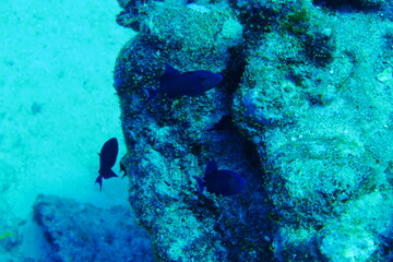 Scuba diving with Manta ray in Yap, Micronesia（Federated States of Micronesia）