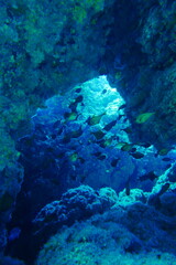 Scuba diving with Manta ray in Yap, Micronesia（Federated States of Micronesia）