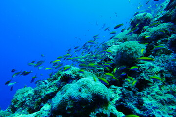 Scuba diving with Manta ray in Yap, Micronesia（Federated States of Micronesia）