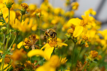 A bee drinks nectar from flowers in a flower bed, an insect