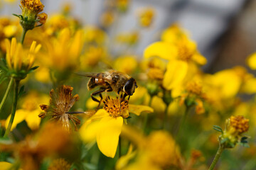 A bee drinks nectar from flowers in a flower bed, an insect