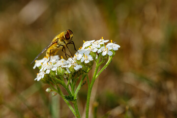 A hoverfly on a flower