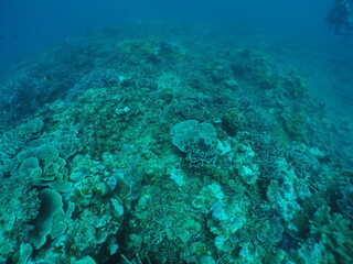 Scuba diving with Manta ray in Yap, Micronesia（Federated States of Micronesia）