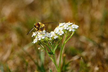 A hoverfly on a flower