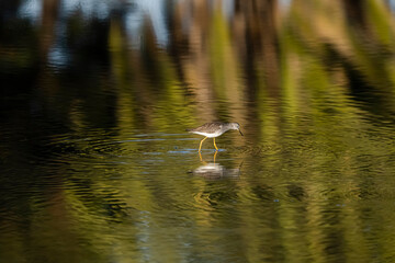 Greater Yellowlegs feeding in marsh at sunrise
