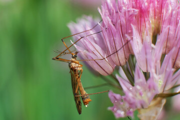 True crane - fly or cranefly close up. Mosquito against a wall
