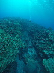 Scuba diving with Manta ray in Yap, Micronesia（Federated States of Micronesia）