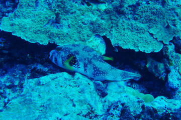 Scuba diving with Manta ray in Yap, Micronesia（Federated States of Micronesia）