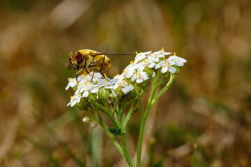 A hoverfly on a flower