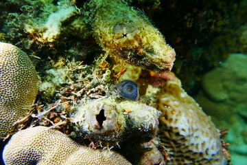 Scuba diving with Manta ray in Yap, Micronesia（Federated States of Micronesia）