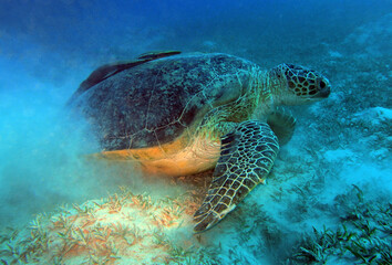 Green Sea Turtle, Marsa Mubarak, Marsa Alam area, Egypt, underwater photograph 