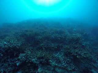 Fototapeta premium Scuba diving with Manta ray in Yap, Micronesia（Federated States of Micronesia）
