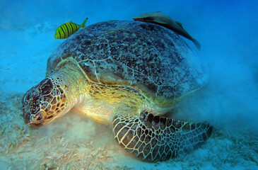 Green Sea Turtle, Marsa Mubarak, Marsa Alam area, Egypt, underwater photograph 