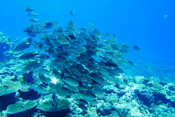 Fototapeta na wymiar Scuba diving with Manta ray in Yap, Micronesia（Federated States of Micronesia）
