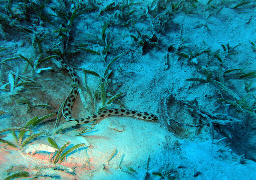 Spotted snake eel in Red Sea, Egypt