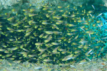 Scuba diving with Manta ray in Yap, Micronesia（Federated States of Micronesia）