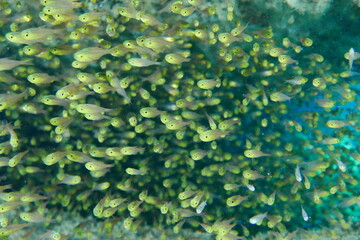 Scuba diving with Manta ray in Yap, Micronesia（Federated States of Micronesia）