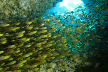 Scuba diving with Manta ray in Yap, Micronesia（Federated States of Micronesia）