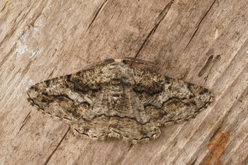 Closeup on a Mediterranean geometer moth, Synopsia sociaria, with open wings on wood