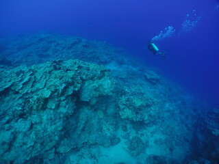Scuba diving with Manta ray in Yap, Micronesia（Federated States of Micronesia）
