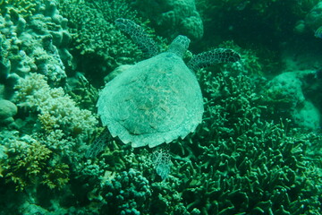 Scuba diving with Manta ray in Yap, Micronesia（Federated States of Micronesia）