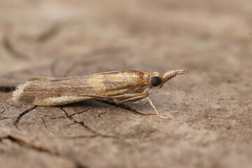 Closeup on the small Mediterranean Gold-banded Etiella Moth, Etiella zinckenella