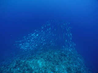 Scuba diving with Manta ray in Yap, Micronesia（Federated States of Micronesia）