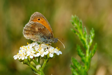 A little oxeye butterfly on a flower