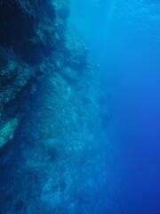 Scuba diving with Manta ray in Yap, Micronesia（Federated States of Micronesia）