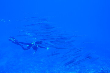 scuba diving,underwater,water,adventure,beauty,animal,tourism,sport,travel,fish,blue,people,manta ray,micronesia,nature,summer,sea,barracuda,bigeye trevally,pacific ocean,palm tree,fun,beach,sand,hori