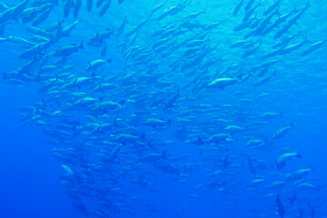 scuba diving,underwater,water,adventure,beauty,animal,tourism,sport,travel,fish,blue,people,manta ray,micronesia,nature,summer,sea,barracuda,bigeye trevally,pacific ocean,palm tree,fun,beach,sand,hori
